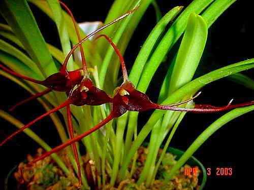 Masdevallia herradurae